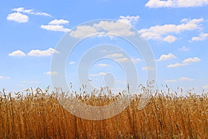 Fields of wheat. Ripe grains. Spikelets of wheat grow in a field on a farm. Wheat crop. Nature of Ukraine.