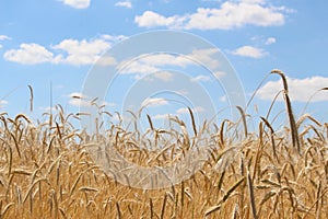 Fields of wheat. Ripe grains. Spikelets of wheat grow in a field on a farm. Wheat crop. Nature of Ukraine.