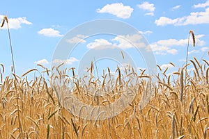 Fields of wheat. Ripe grains. Spikelets of wheat grow in a field on a farm. Wheat crop. Nature of Ukraine.