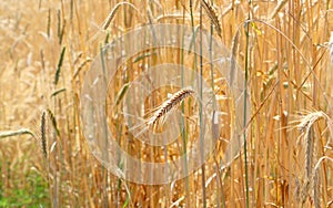 Fields of wheat. Ripe grains. Spikelets of wheat grow in a field on a farm. Wheat crop. Nature of Ukraine.