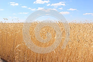 Fields of wheat. Ripe grains. Spikelets of wheat grow in a field on a farm. Wheat crop. Nature of Ukraine.