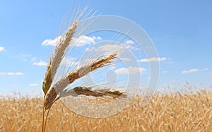 Fields of wheat. Ripe grains. Spikelets of wheat grow in a field on a farm. Wheat crop. Nature of Ukraine.