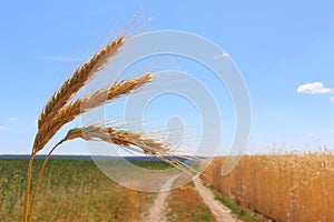 Fields of wheat. Ripe grains. Spikelets of wheat grow in a field on a farm. Wheat crop. Nature of Ukraine.