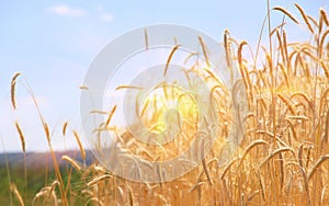 Fields of wheat. Ripe grains. Spikelets of wheat grow in a field on a farm. Wheat crop. Nature of Ukraine.