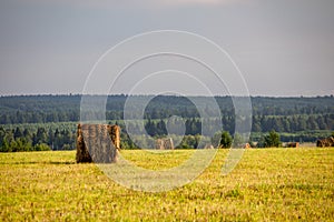 Fields of wheat in summer sunny day. Harvesting bread. Rural landscape with meadow and trees