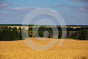 Fields of wheat in summer sunny day. Harvesting bread. Rural landscape with meadow and trees