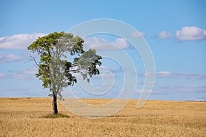 Fields of wheat in summer sunny day. Harvesting bread. Rural landscape with meadow and trees