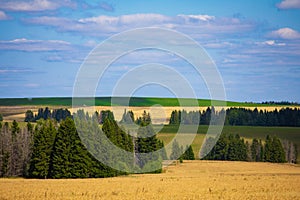Fields of wheat in summer sunny day. Harvesting bread. Rural landscape with meadow and trees
