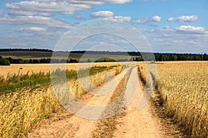 Fields of wheat in summer sunny day. Harvesting bread. Rural landscape with meadow and trees