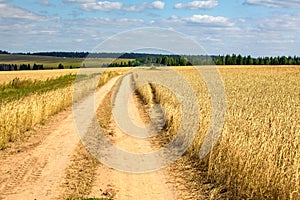 Fields of wheat in summer sunny day. Harvesting bread. Rural landscape with meadow and trees