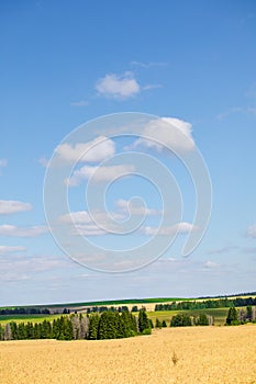 Fields of wheat in summer sunny day. Harvesting bread. Rural landscape with meadow and trees