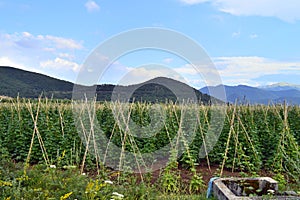 Fields of white beans in Prespes, Greece