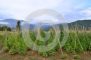 Fields of white beans in Prespes, Greece