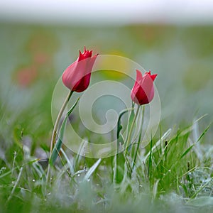 Fields of wild steppe tulips on a cloudy morning. Red wild tulips (Tulip Schrenk) spring in State nature