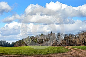 fields of winter wheat near pine forest in spring with cloudy sky