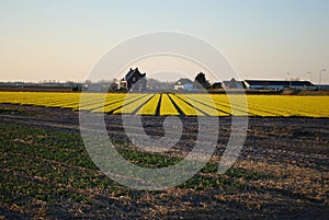 Fields of yellow daffodils on the sunset.