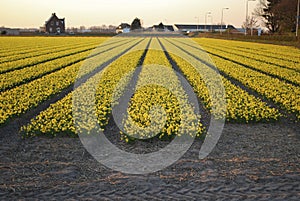 Fields of yellow daffodils on the sunset.