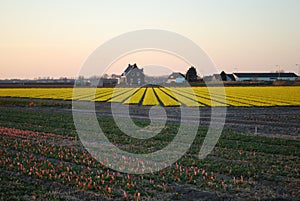 Fields of yellow daffodils on the sunset.