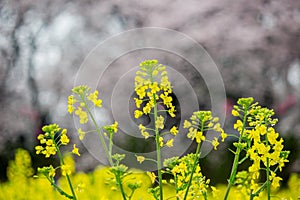 Fields of yellow flowering nanohana at Gongendo Park in Satte,Saitama,Japan