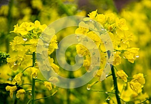 Fields of yellow flowering nanohana at Gongendo Park in Satte,Saitama,Japan