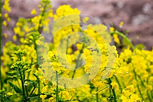 Fields of yellow flowering nanohana at Gongendo Park in Satte,Saitama,Japan