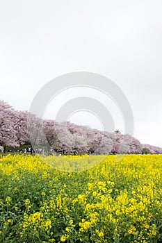 Fields of yellow flowering nanohana at Gongendo Park in Satte,Saitama,Japanselective focus