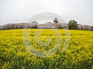 Fields of yellow flowering nanohana at Gongendo Park in Satte,Saitama,Japanselective focus