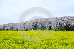 Fields of yellow flowering nanohana with pink cherry blossoms behind:Gongendo Park in Satte,Saitama,Japan