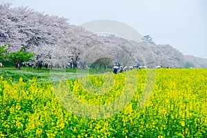 Fields of yellow flowering nanohana with pink cherry blossoms behind:Gongendo Park in Satte,Saitama,Japan
