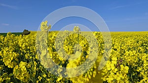 Fields of Yellow Oilseed rape rapeseed blowing in the wind Ireland