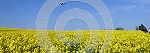 Fields of Yellow Oilseed rape rapeseed blowing in the wind Ireland
