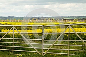 Fields of yellow rapeseed oil and gate