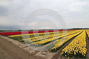 Fields of yellow and red tulips in a row on the island Goeree Overflakkee during springtime in the Netherlands.