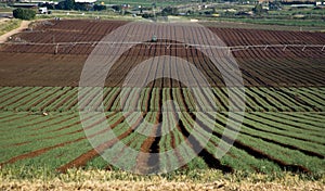 Fields in Yezreel Valley