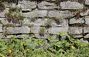 Fieldstone wall with various different wild plants