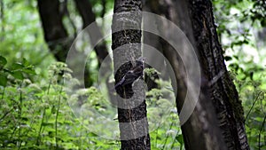 The fielfare hangs on a tree and looks around