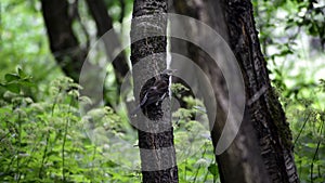 The fielfare hangs on a tree and looks around