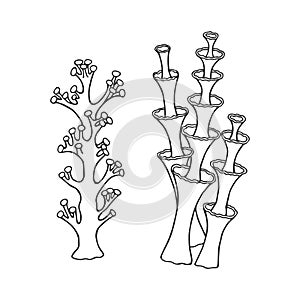 Fiendish Matches and Calyx Lichens. Vector stock illustration eps 10. hand drawing. out line