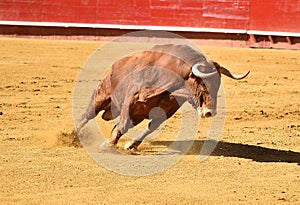 Fierce bull in the bullring with big horns