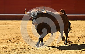 Fierce bull in the bullring with big horns