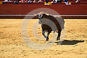 Fierce bull in the bullring with big horns