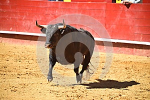 Fierce bull in the bullring with big horns