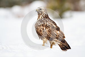 Fierce common buzzard sitting on snow in winter nature.