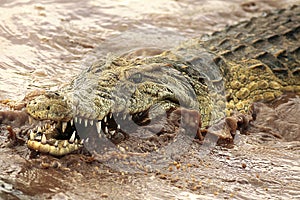 Fierce crocodile