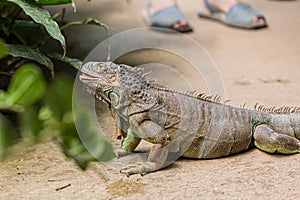 Fierce dangerous iguana reptile on a walkpath