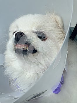 A fierce dog with collar