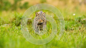 Fierce european wildcat hunting on a summer meadow in nature