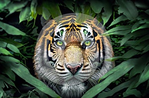 Fierce eyes of bengal tiger in deep jungle, AI generated photo