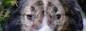 Fierce eyes of shepherd dog, wolf like, header banner