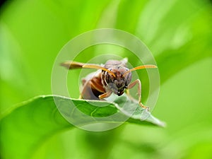 The fierce face of a wasp among the leaves